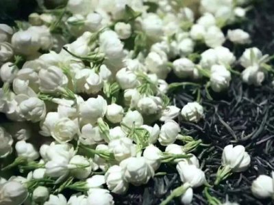 喝茶治口臭嗎，什么茶治口臭好？