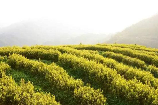 黃金茶的功效及禁忌癥，黃金茶有什么副作用嗎？