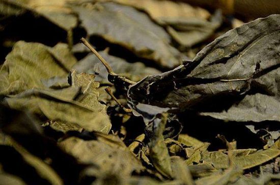 鷓鴣茶什么人不適合喝，鷓鴣茶的禁忌人群