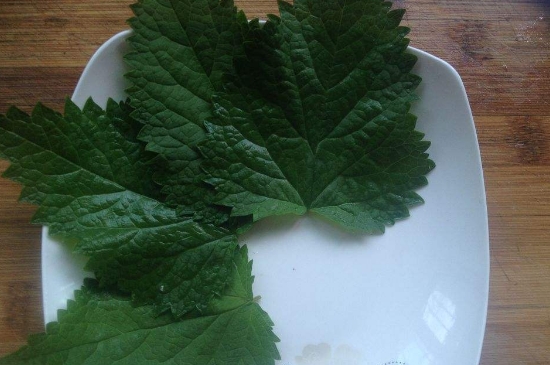 薄荷茶的功效與作用，喝薄荷茶有什么好處？