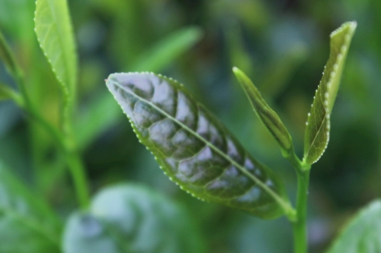 綠茶第一泡要倒掉嗎，為什么綠茶第一泡不喝？