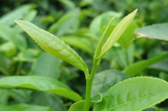 最耐泡的茶葉排名，什么茶葉經(jīng)久耐泡？