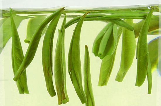 雀舌茶什么人不能喝，雀舌茶的功效與禁忌