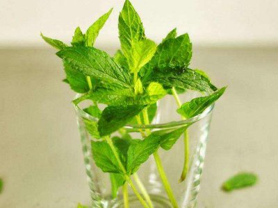 喝茶治口臭嗎，什么茶治口臭好？