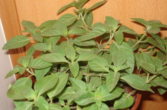 薄荷茶的功效與作用，喝薄荷茶有什么好處？