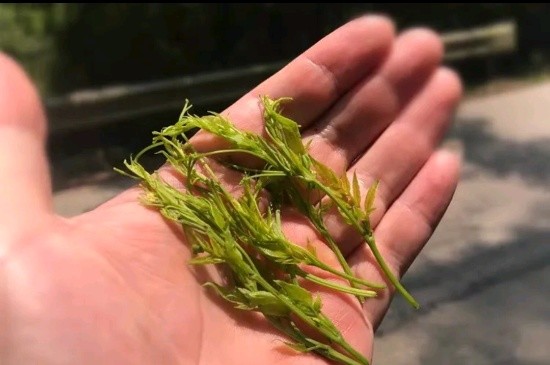 張家界茅巖莓茶與藤茶是同一種茶嗎，藤茶跟莓茶一不一樣？