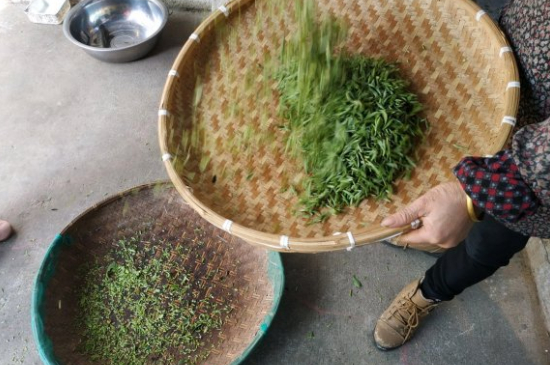 炒青茶為什么便宜，炒青綠茶好喝嗎？