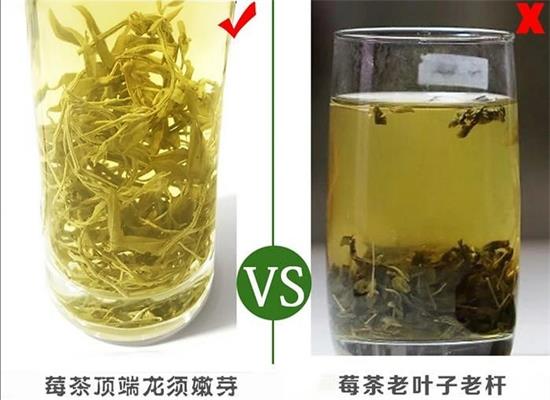 張家界茅巖莓茶與藤茶是同一種茶嗎，藤茶跟莓茶一不一樣？