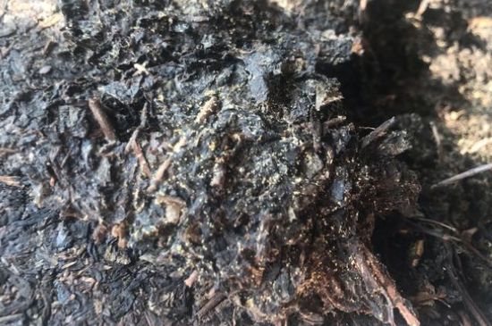 茯茶可以放在冰箱里存放嗎，茯磚茶如何儲存？