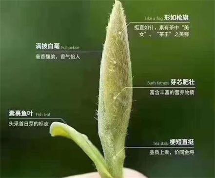 春茶季怎么辨別白毫銀針的好壞，好的白毫銀針如何選購？