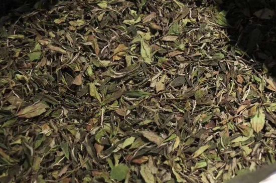 陳茶還是新茶好，茶葉是新茶好喝還是陳茶好喝