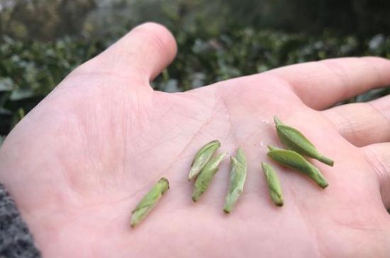 春茶季怎么辨別白毫銀針的好壞，好的白毫銀針如何選購？