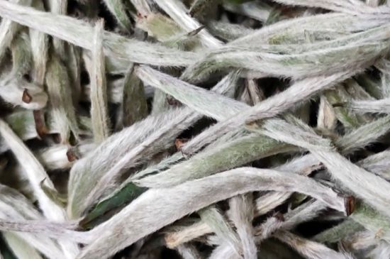 春茶上市白茶的好壞怎么區(qū)分，春白茶怎么分辨好不好？