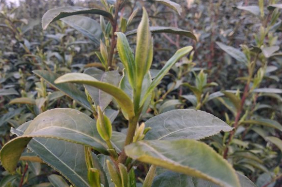 家庭如何保存碧螺春茶葉，蘇州洞庭碧螺春綠茶怎么保存？
