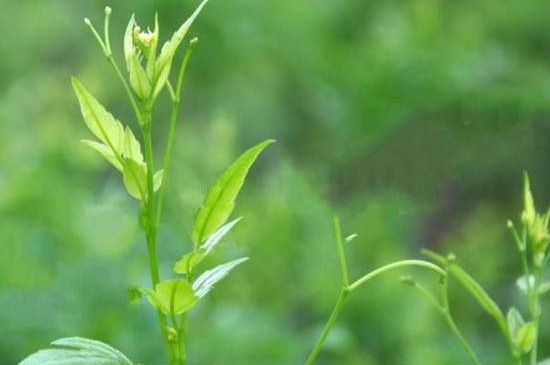 茅巖莓茶別名是什么，莓茶別名叫藤茶嗎？