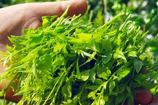 茅巖莓茶別名是什么，莓茶別名叫藤茶嗎？