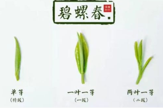 真假碧螺春泡水后區(qū)別，蘇州洞庭碧螺春怎樣鑒別好壞？