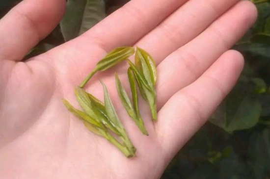 炒青茶為什么便宜，炒青綠茶好喝嗎？