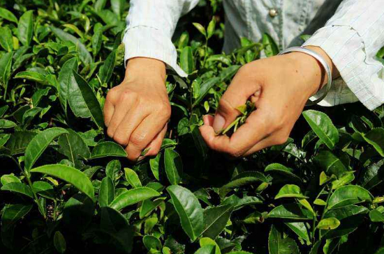 采茶的方法與步驟，如何正確采摘茶葉？