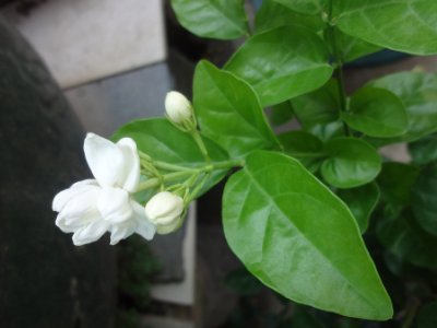 茉莉和什么一起泡最好，茉莉茶有幾種搭配？