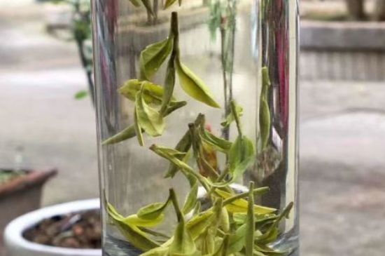 蒸汽煮茶器適合什么茶，蒸汽煮茶器適合用綠茶嗎？