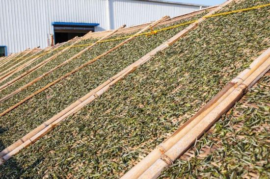 武夷巖茶的初制、精制加工工藝詳細(xì)講解