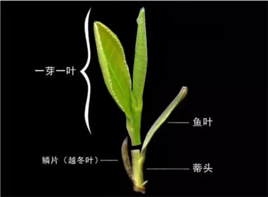 摘茶葉最快的方法，采摘茶葉怎么才能快？