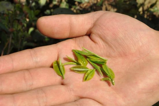 木魚石茶壺適合泡什么茶，木魚石泡啥茶好