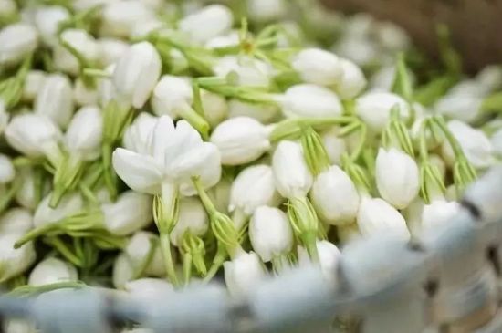 十大排毒養(yǎng)顏花茶，喝什么花茶排毒養(yǎng)顏