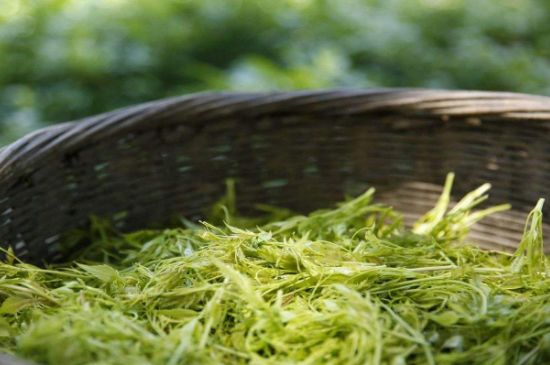 茅巖莓茶加工工藝，莓茶的工藝制作過程