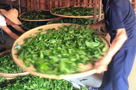 武夷巖茶的初制、精制加工工藝詳細(xì)講解
