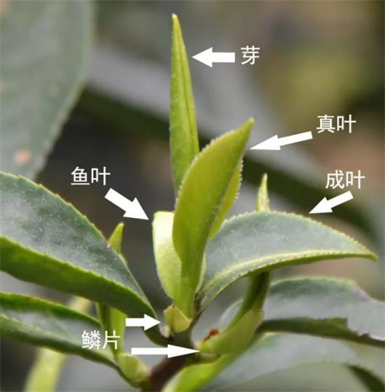 摘茶葉最快的方法，采摘茶葉怎么才能快？