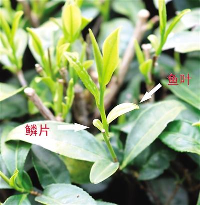 摘茶葉最快的方法，采摘茶葉怎么才能快？