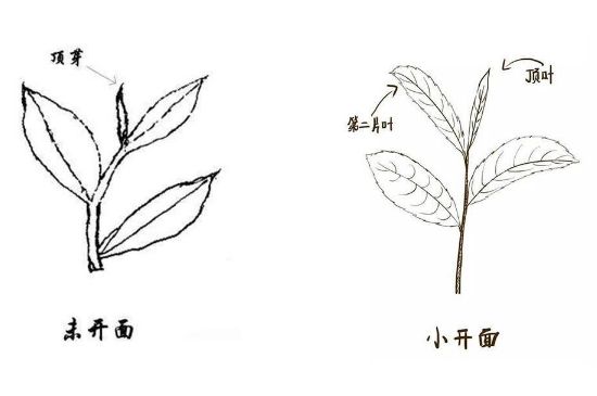 武夷巖茶的初制、精制加工工藝詳細(xì)講解