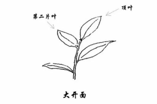 武夷巖茶的初制、精制加工工藝詳細(xì)講解