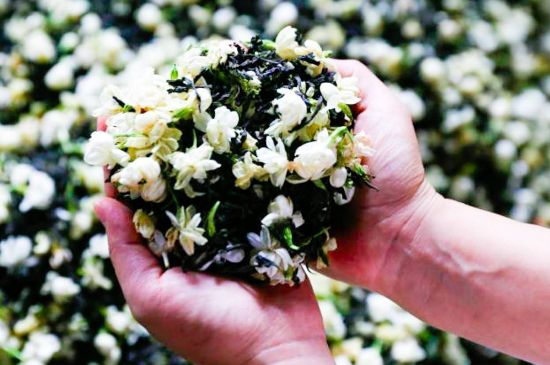 茉莉花和什么在一起喝好，茉莉花喝什么茶搭配？