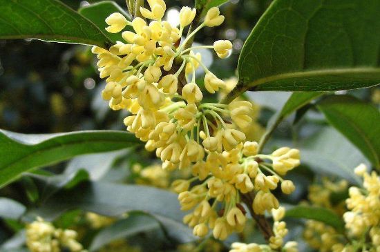 干桂花茶的制作方法，怎樣自制桂花茶？