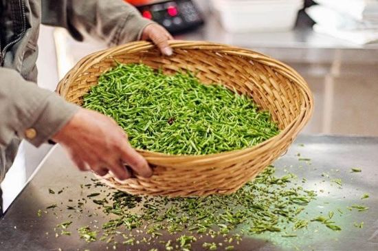 武夷巖茶的初制、精制加工工藝詳細(xì)講解
