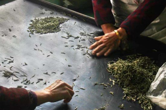 武夷巖茶的初制、精制加工工藝詳細(xì)講解