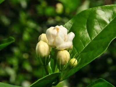 好茉莉茶多少錢(qián)一斤，茉莉花茶價(jià)格