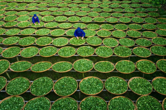 綠茶加工工藝流程圖，綠茶的加工制作包含哪幾個步驟？