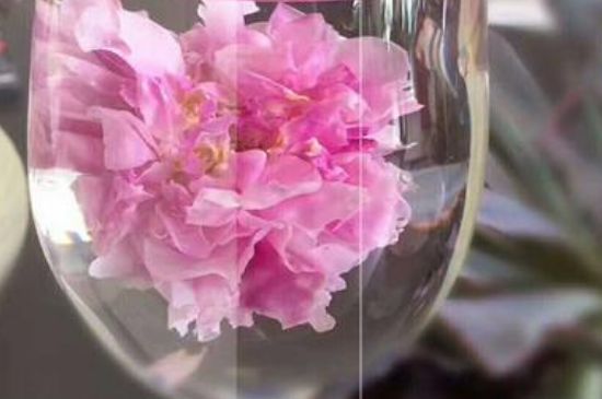 干玫瑰花泡水放幾顆，玫瑰花泡水一次放幾朵？