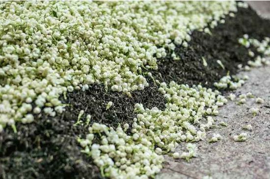 茉莉茶葉的功效與禁忌，什么人不適合喝茉莉花茶？
