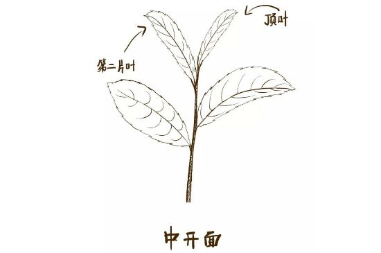 武夷巖茶的初制、精制加工工藝詳細(xì)講解