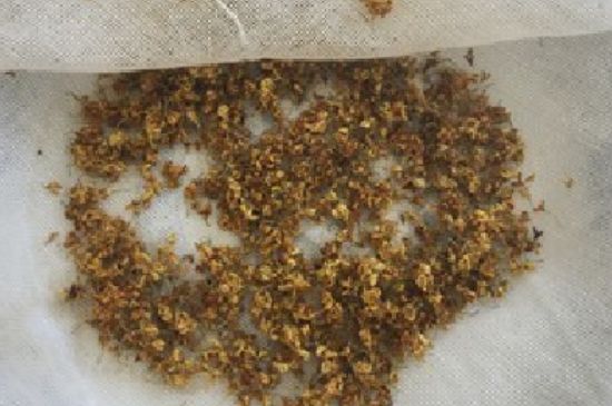 干桂花茶的制作方法，怎樣自制桂花茶？