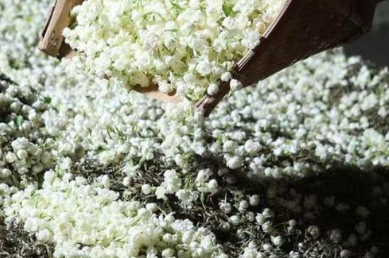 茉莉茶葉的功效與禁忌，什么人不適合喝茉莉花茶？