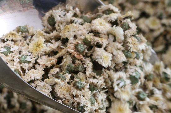 菊花茶買小朵還是大朵，泡茶用的小菊花和大菊花哪個好