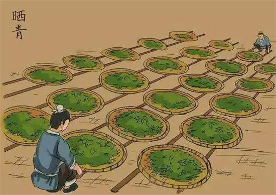 制茶八步驟，制茶工藝流程圖