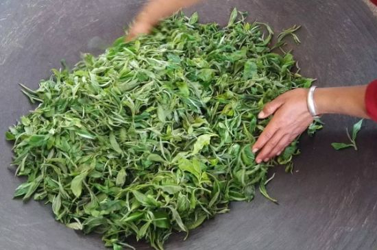 龍井茶炒茶葉怎么炒出好茶色，茶葉怎樣做出來最綠？
