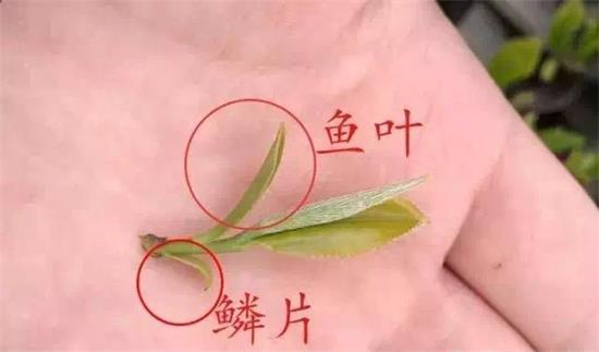 摘茶葉最快的方法，采摘茶葉怎么才能快？